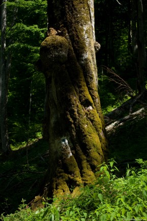 Old beech tree with trunk covered with moss