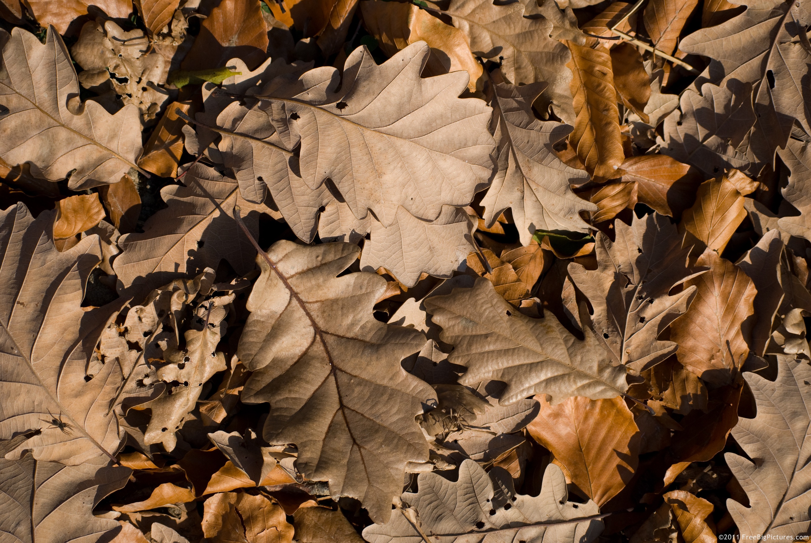 Dry oak leaves, recently fallen, in November