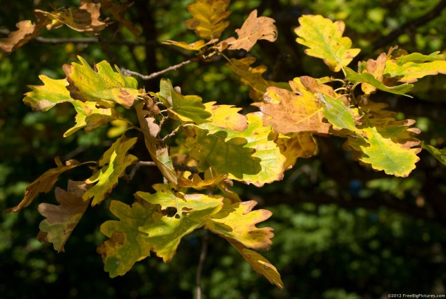 Yellow oak leaves in October