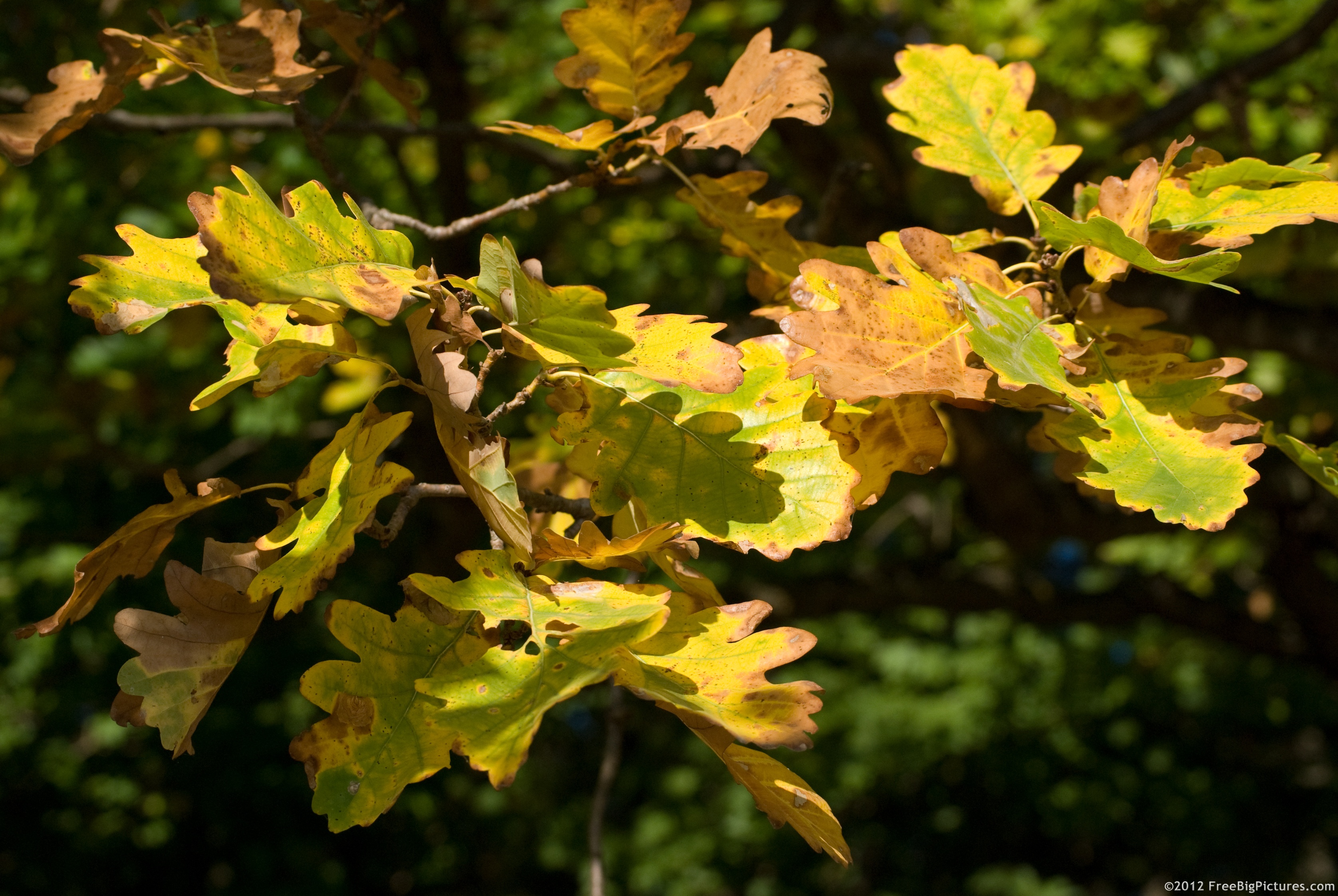 Yellow oak leaves in October