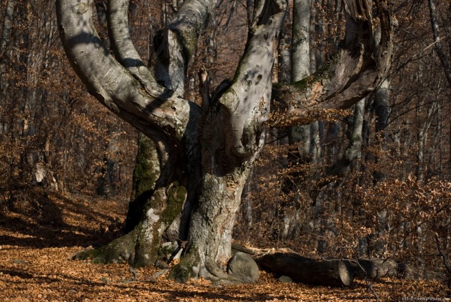 Old beech with gnarled branches in a young forest