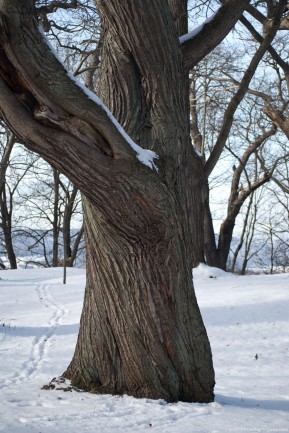 An chestnut tree (Castanea sativa), without leaves on snow