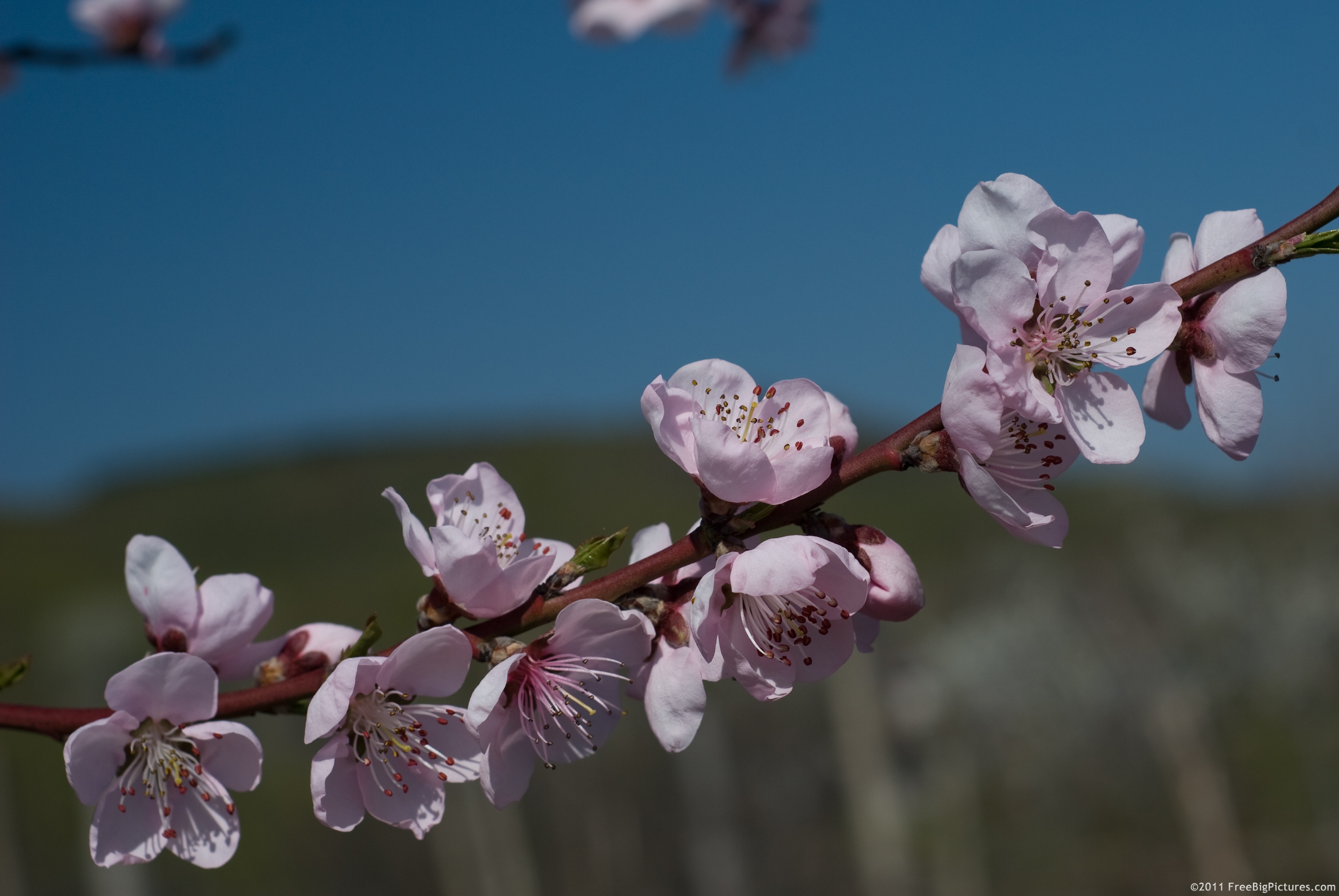 Peach blossoms - native of China
