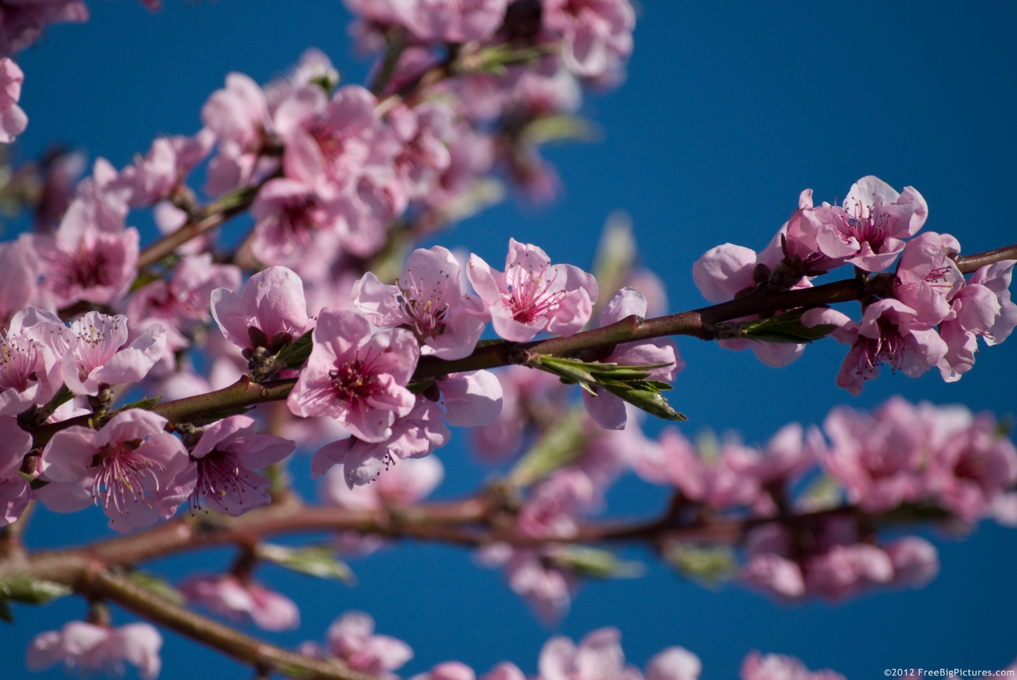 Branch with flowers of peach and a delightful sky, in blue