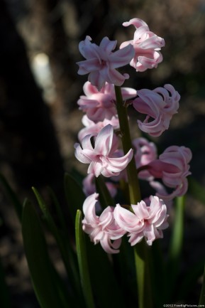 Pink flowers on a hyacinth plant