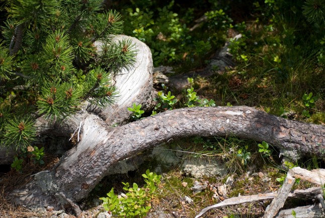 A Pinus Cembra – encountered in high altitude regions
