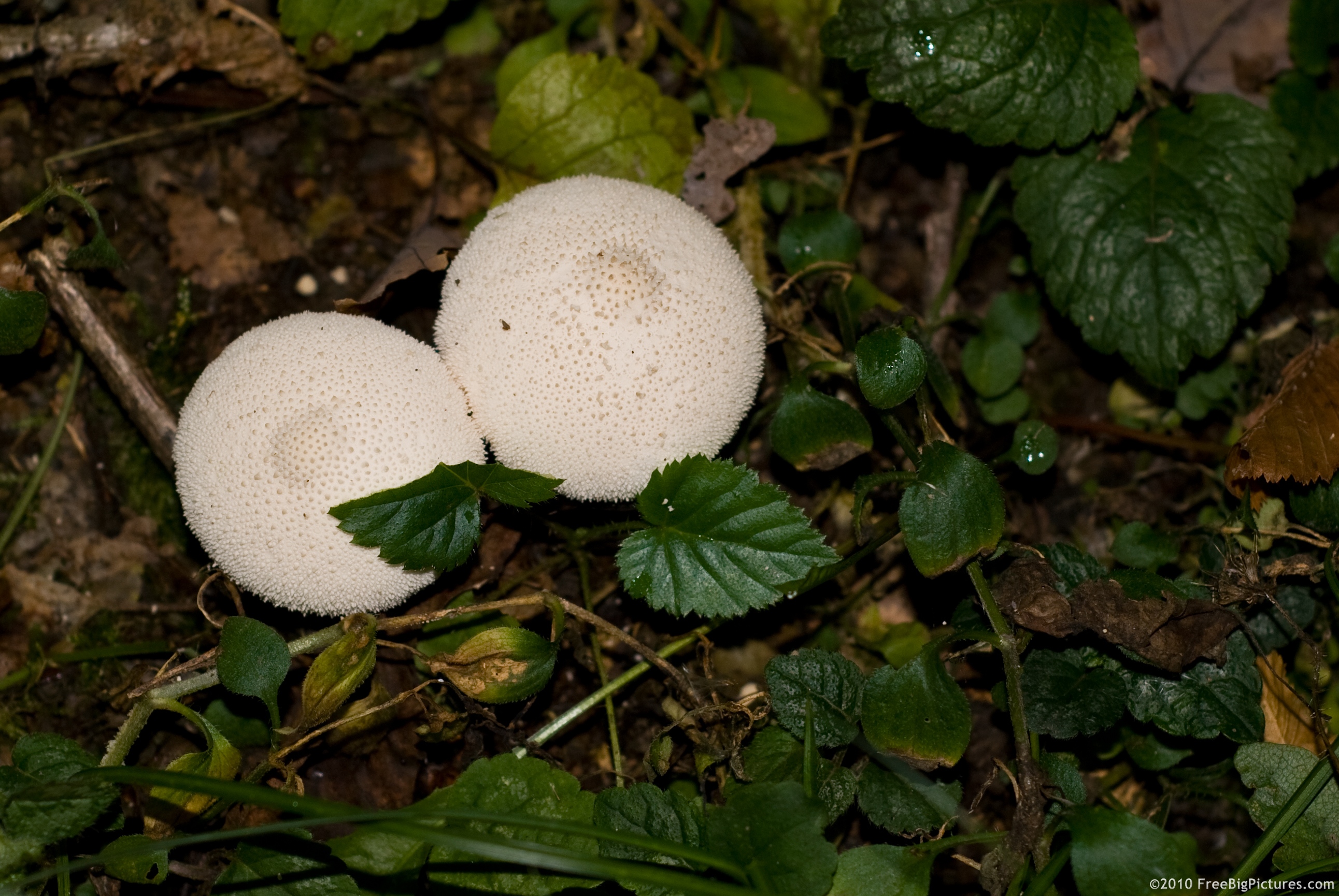 Puffball - a small mushroom that is white when is young, becoming then brown