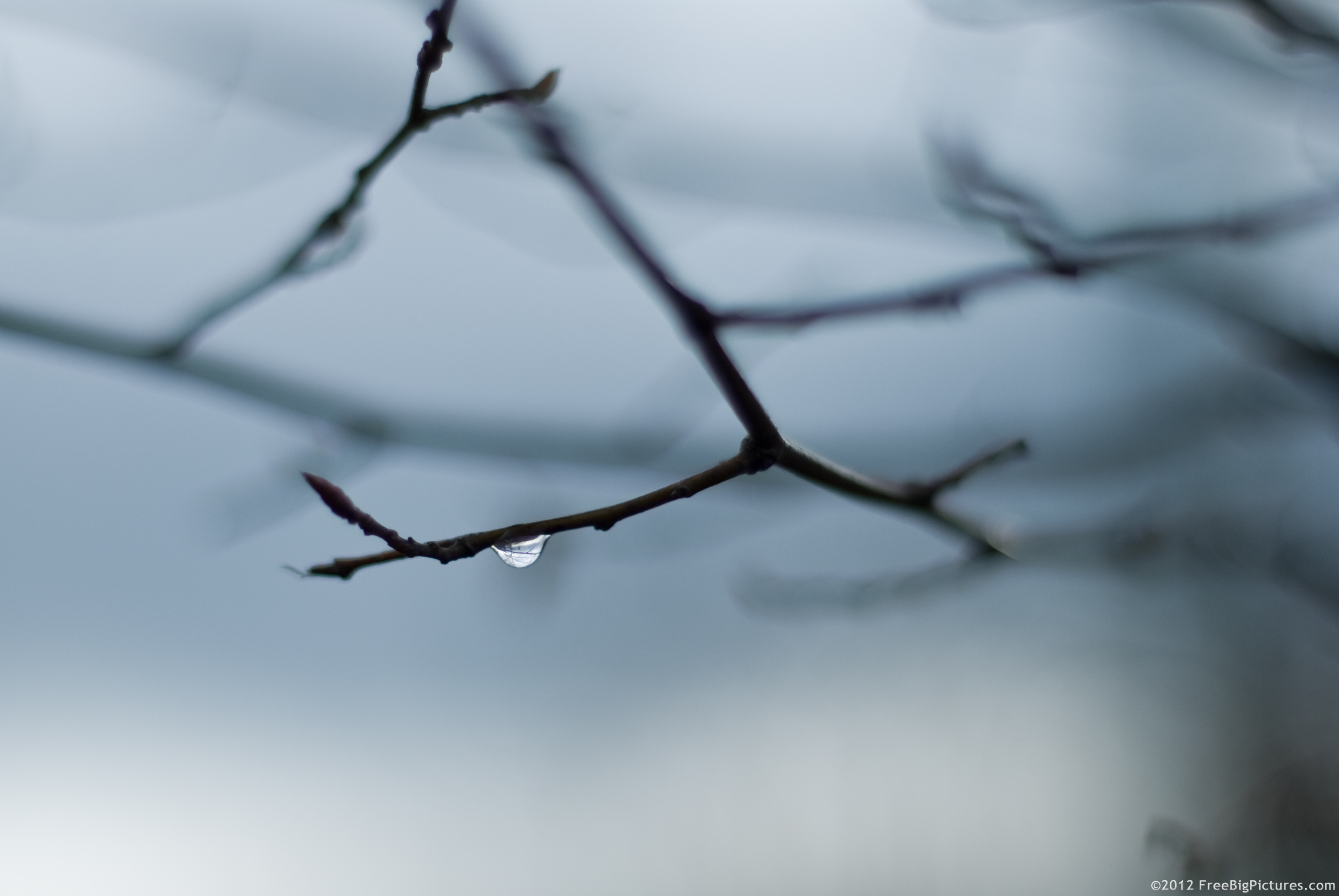 Raindrop hanging on a branch in spring