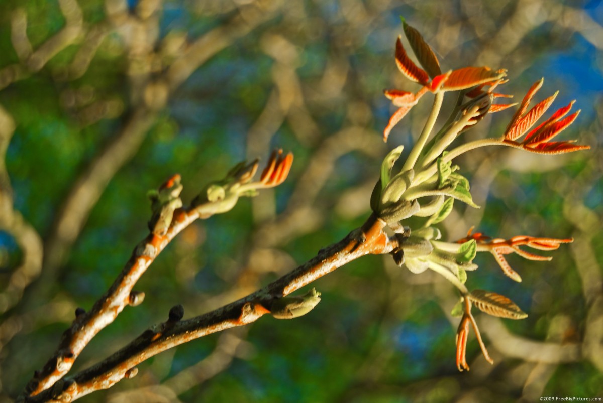 red buds plus