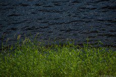 Reed and water in a green shore, a pleasant contrast