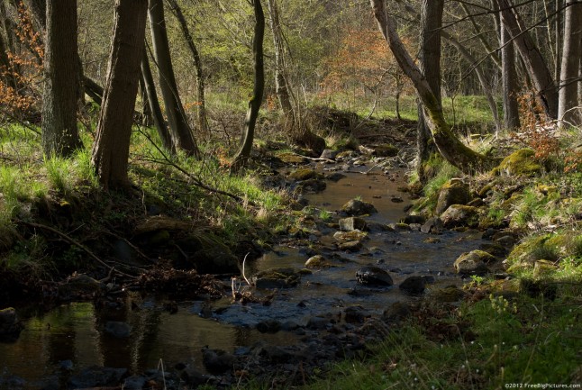A river in spring flowing in a forest without leaves, with green vegetation on ground