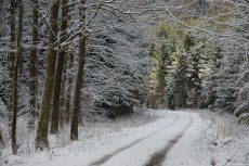 Between the the trees covered with fresh snow two tracks of a road are visible until the first curve. There, the road on snow is lost in the white, beautiful, forest.