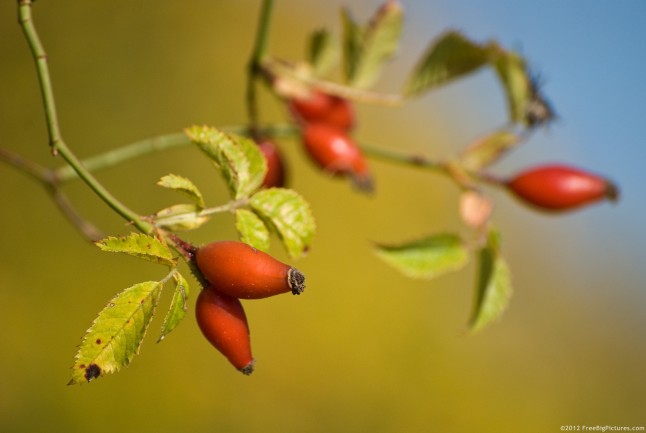 Rose hip – a fruit rich in vitamin C