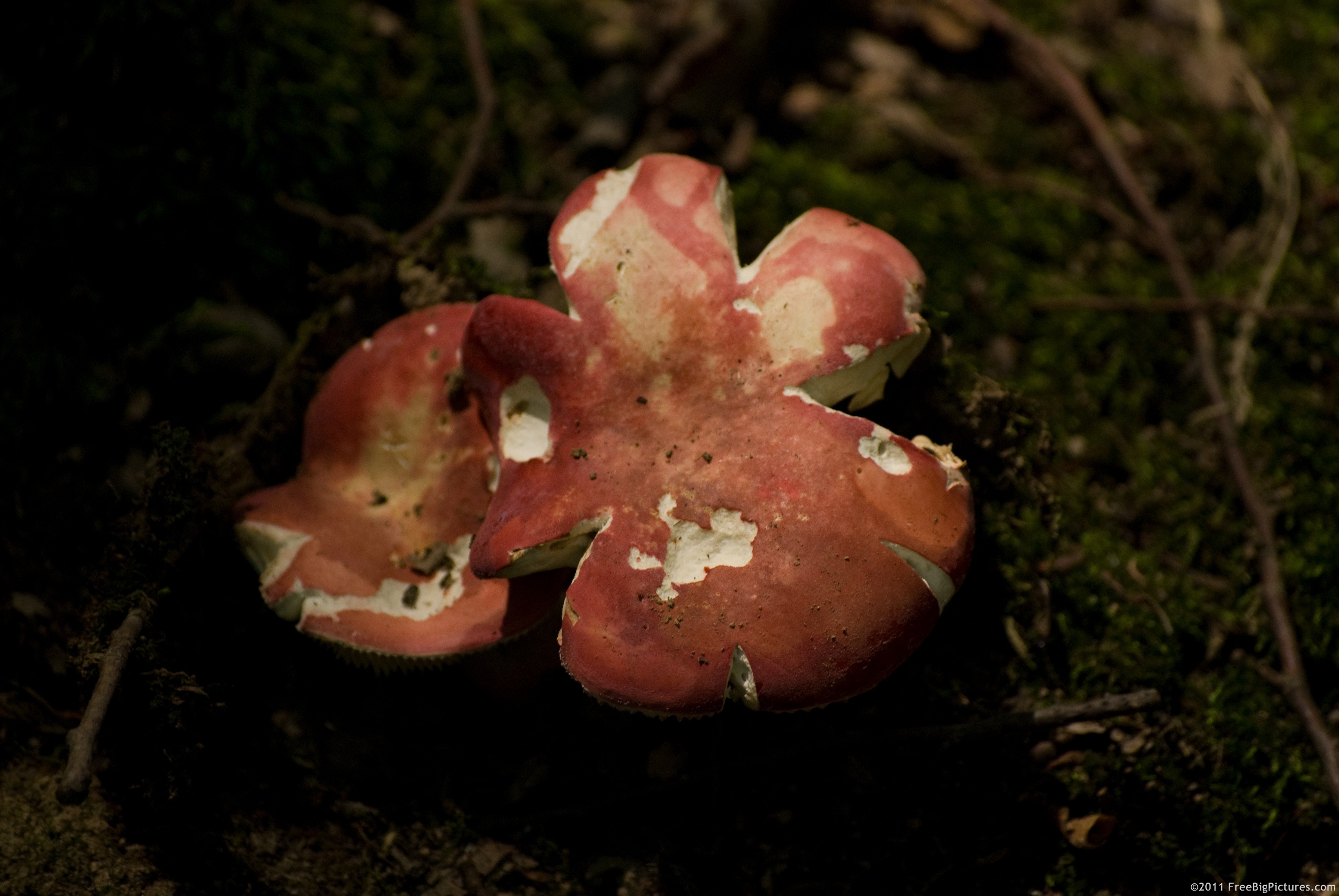 Russula Alutacea - a red mushroom