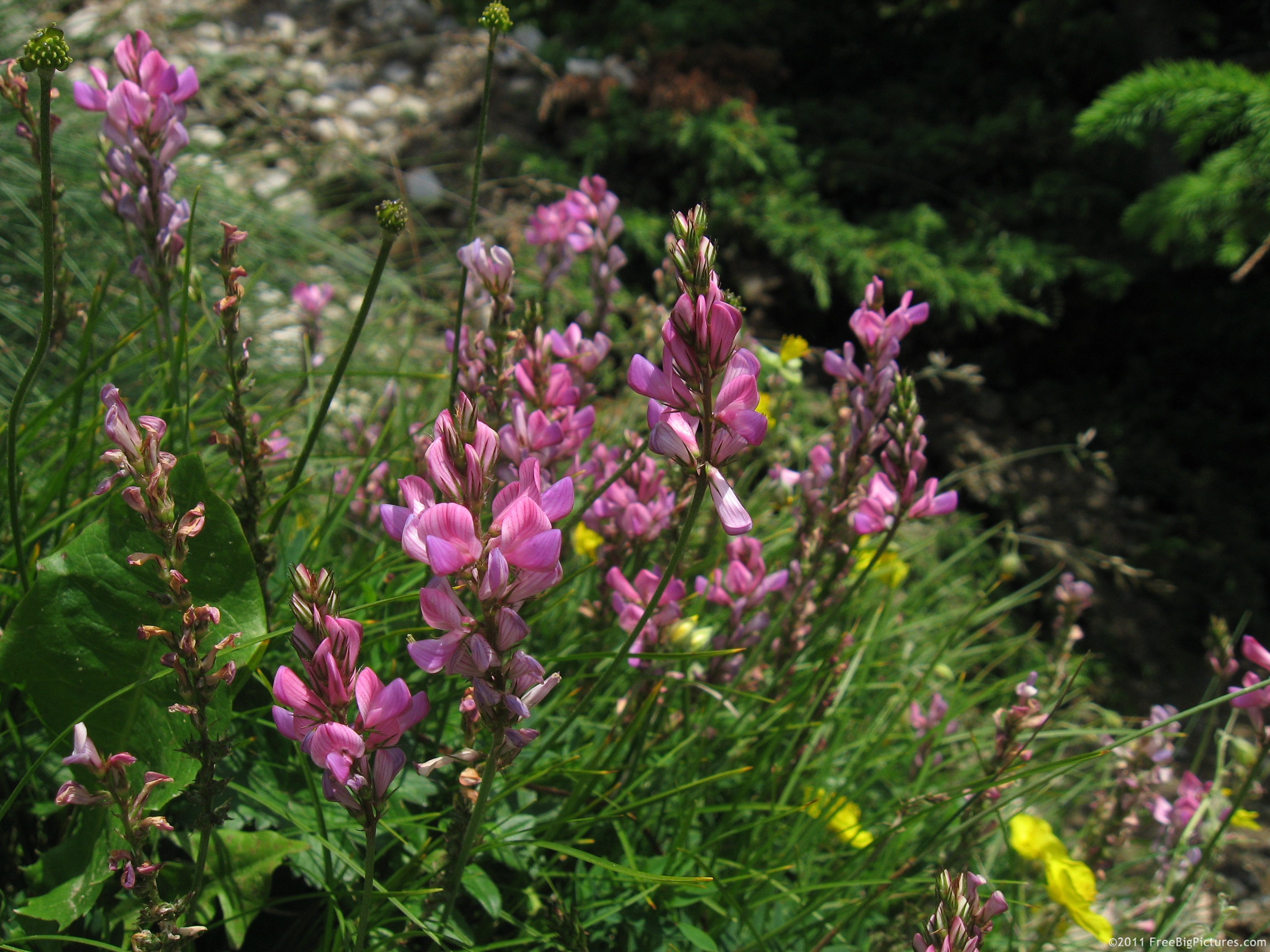 Sainfoin a pink wildflower with anti-parasite effects
