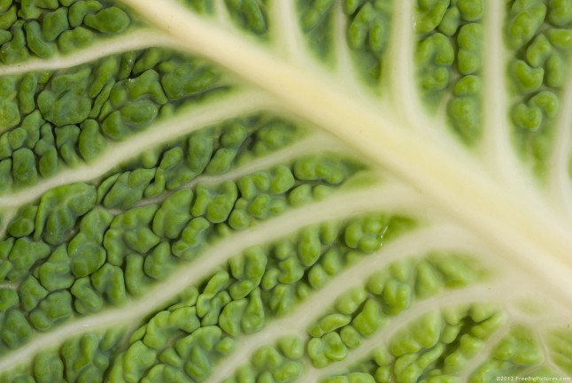 Green leaf of a savoy cabbage in a close view. All its details are clearly visible. The colors are shades of green crossed by a network of many white veins.