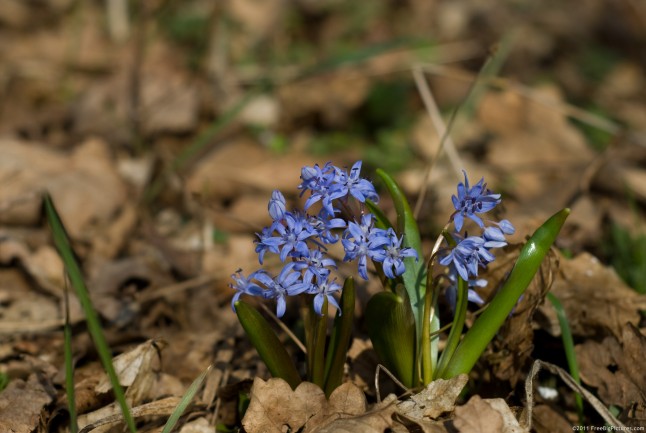 Blue flowers of Scilla Bifolia in March