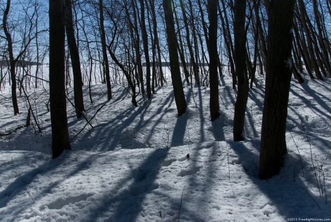 Shadows on snow of a young, leafless forest in the sunlight. The soil is covered with a white blanket which pleasantly contrasting with the dark tree trunks.