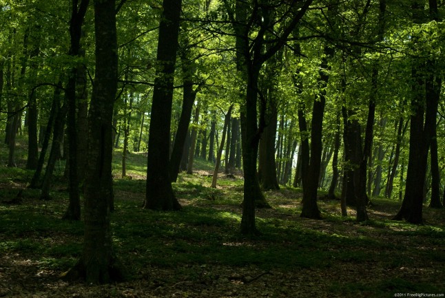 Shady trees in the green forest