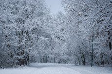 Snowy alley in a park, on a chilly January afternoon