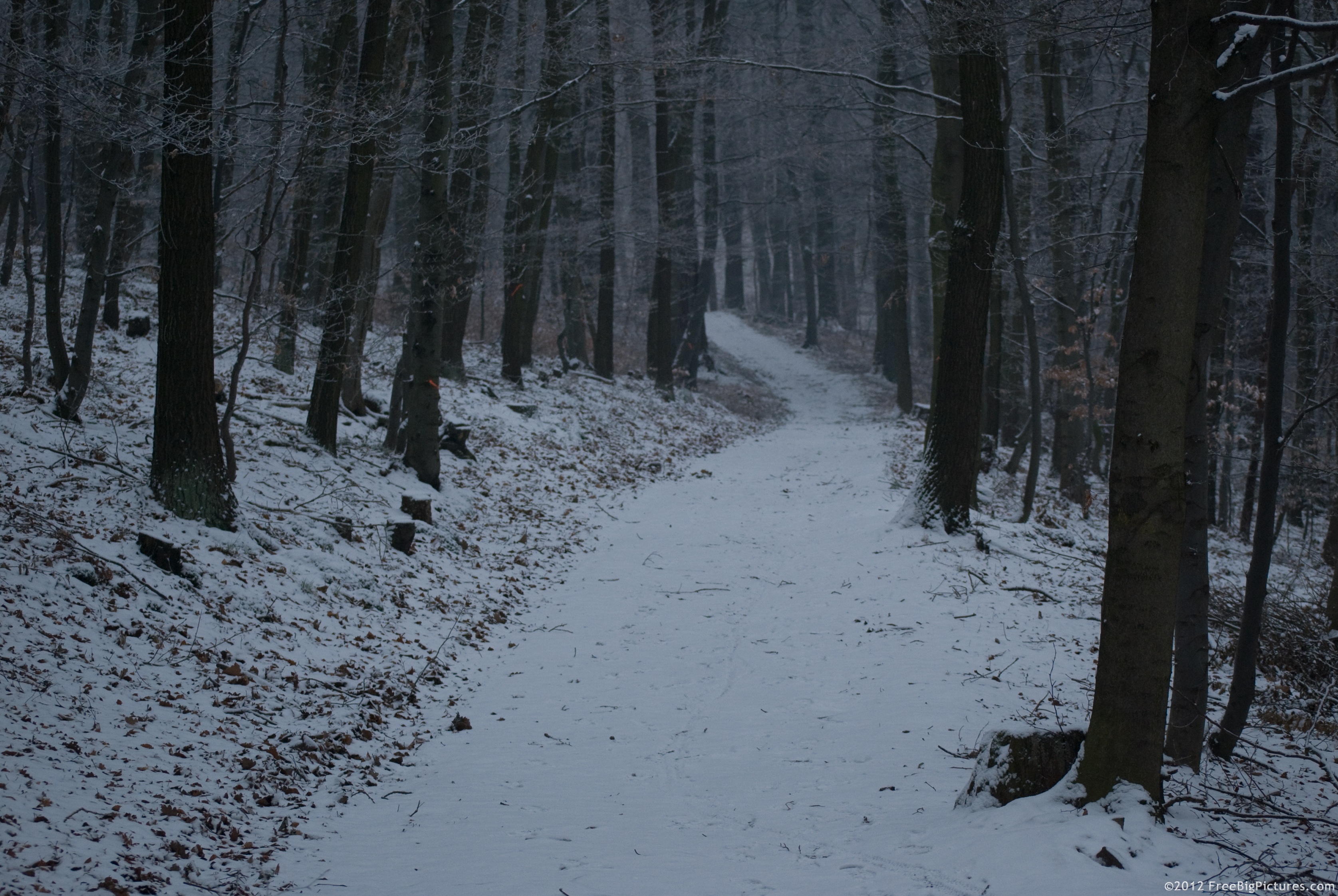 A path in the forest on a snowy winter