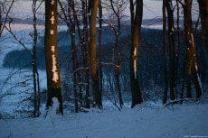 Scene with trees in a snowy day