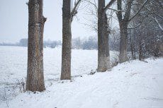 The Mures river shore, on a snowy, cold day of winter