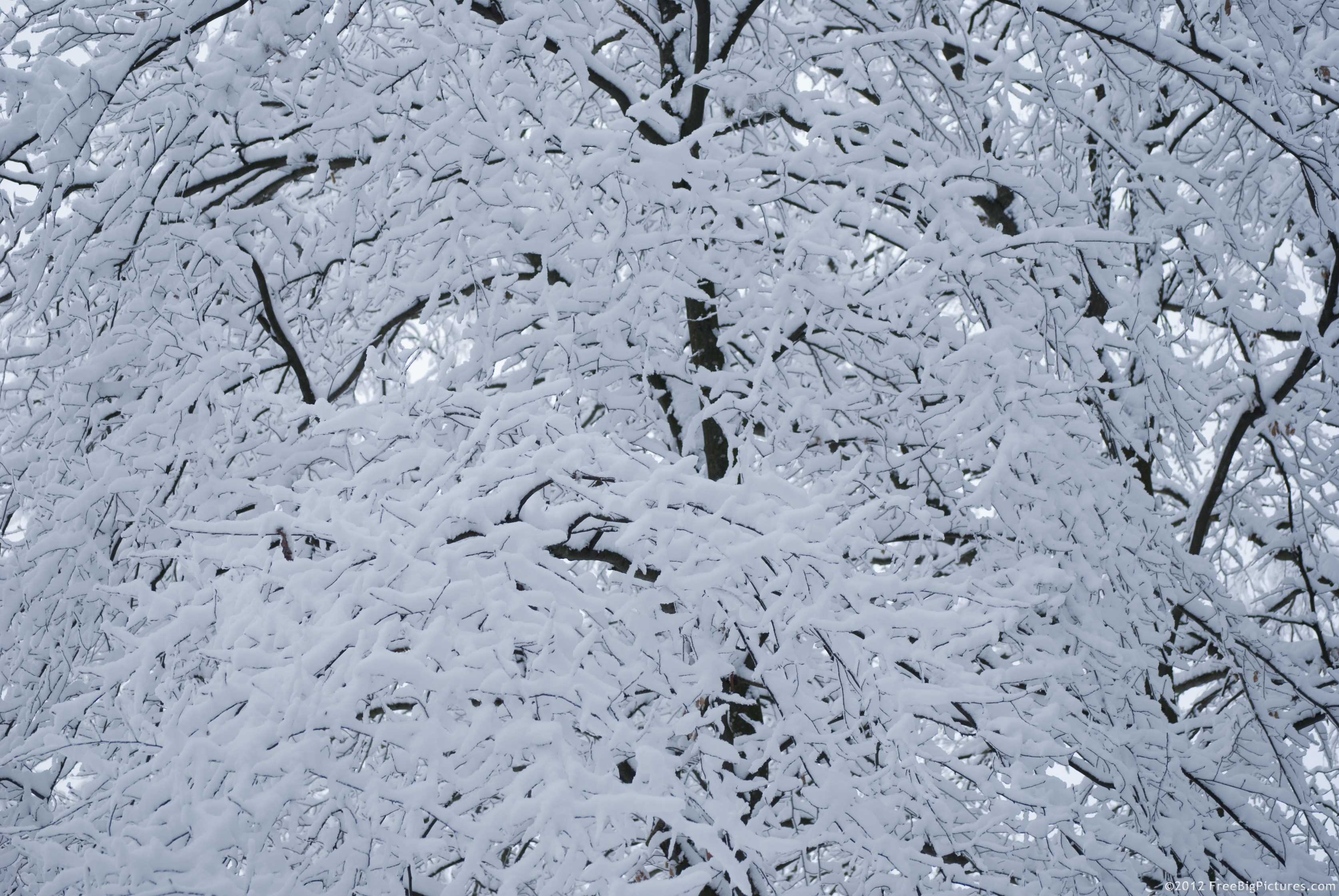 Black twigs covered with white snow