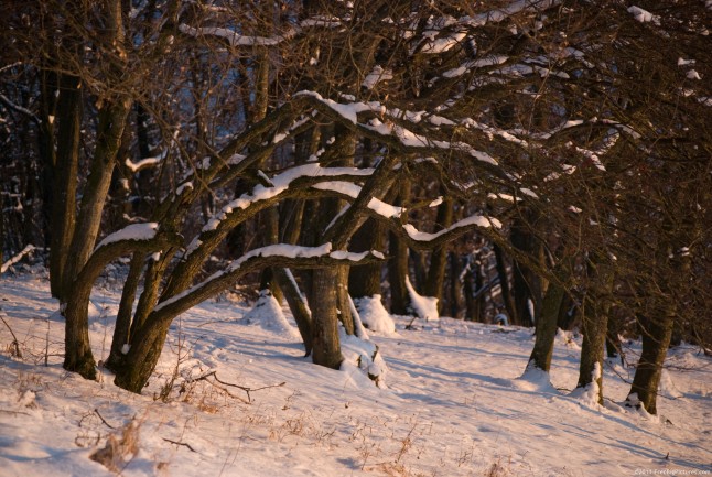 Young trees in the woods loaded with snow