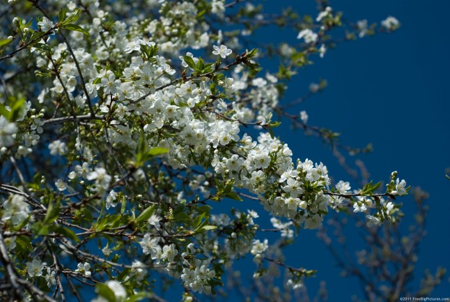 In spring, flowers of sour cherry
