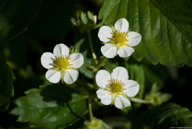 White flower of strawberry