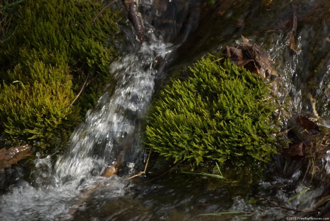 A stream moss covered with crystal clear water
