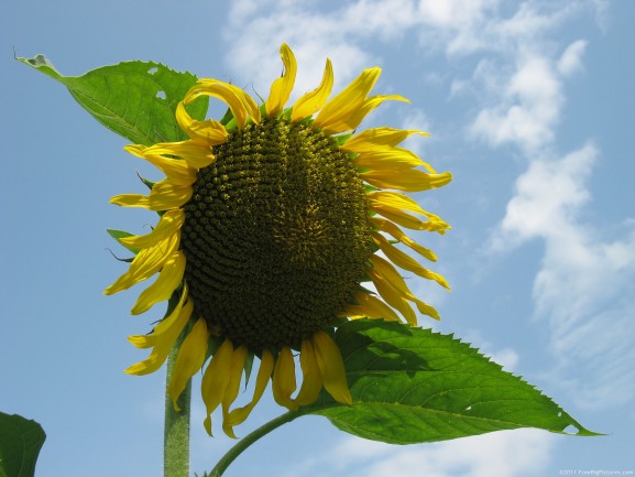 Sunflower – a plant used to extract oil