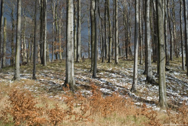 A sunny forest with snow on ground and a gray background