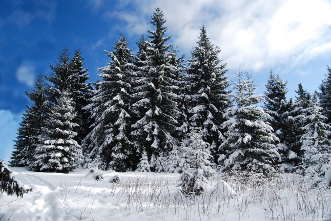A glade with firs covered by snow, in a cold winter day, with a blue sunny sky