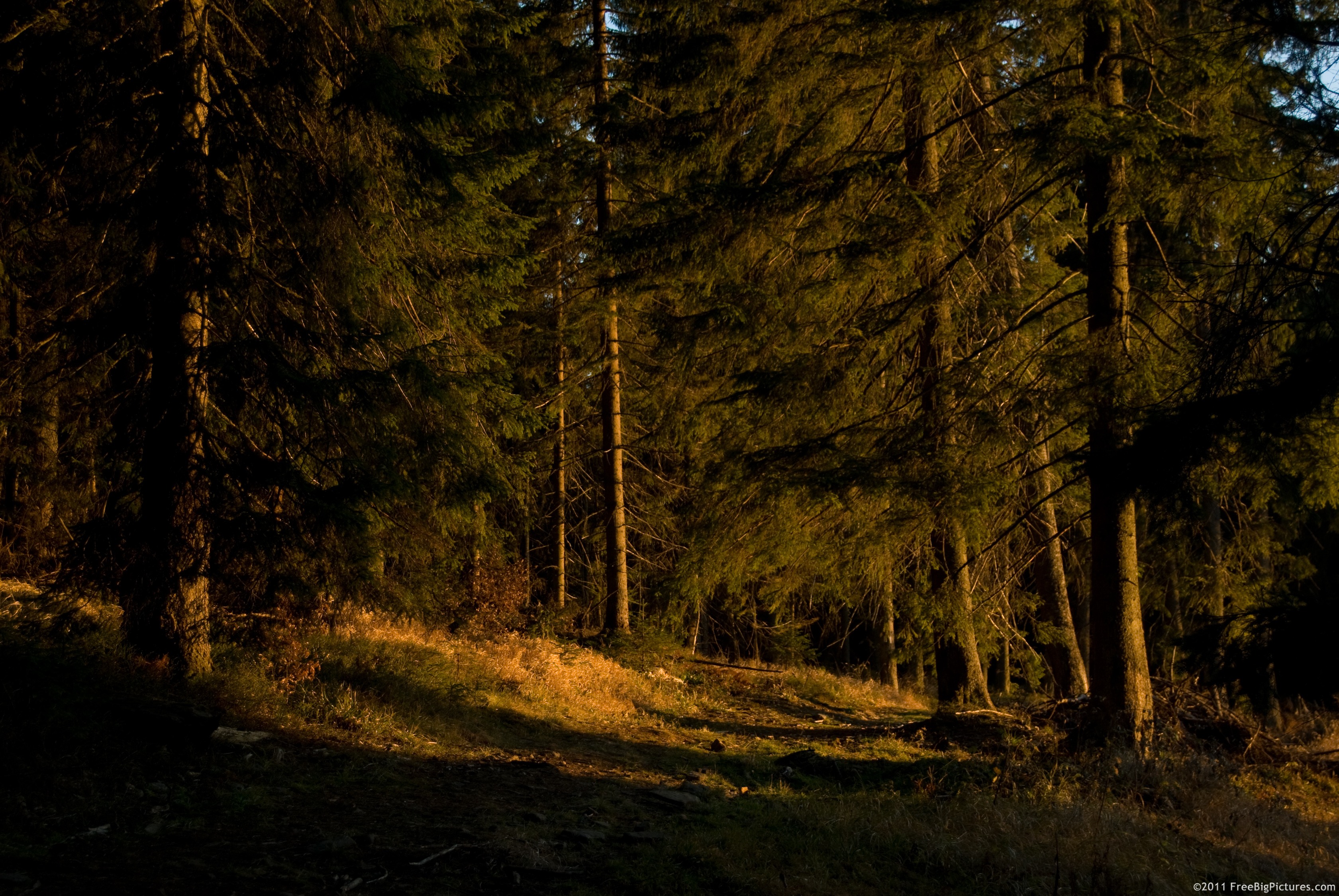 Forest surrounded in the warm light of the sunset