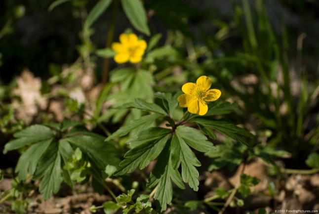 Swamp buttercup - a poisoning plant due to the toxins contained