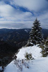 A tree covered with snow on a cliff edge