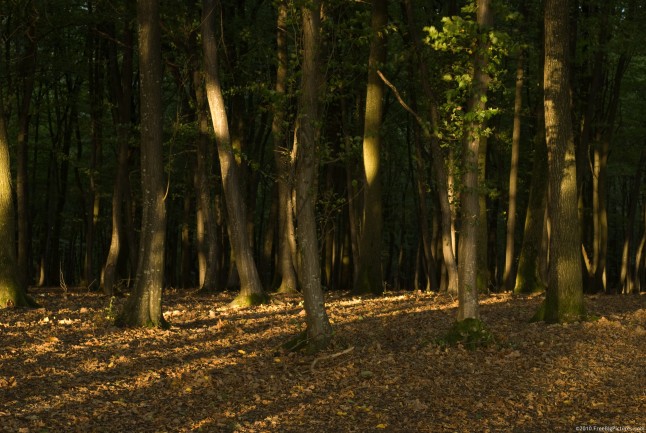 Shadows and lights of tree, in a forest with soil covered by leaves
