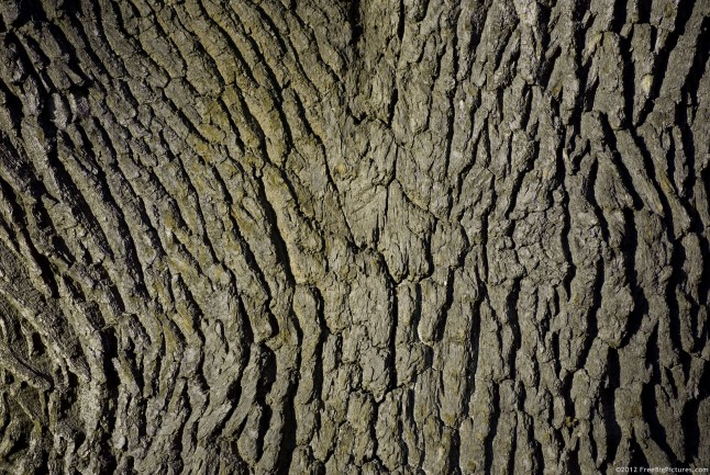 A secular tree skin with many cracks on it.