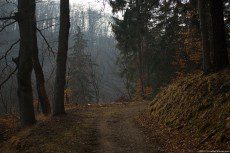 An old road which descends in a twilight forest