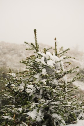 Firs in winter covered by snow, close each other, like two twins