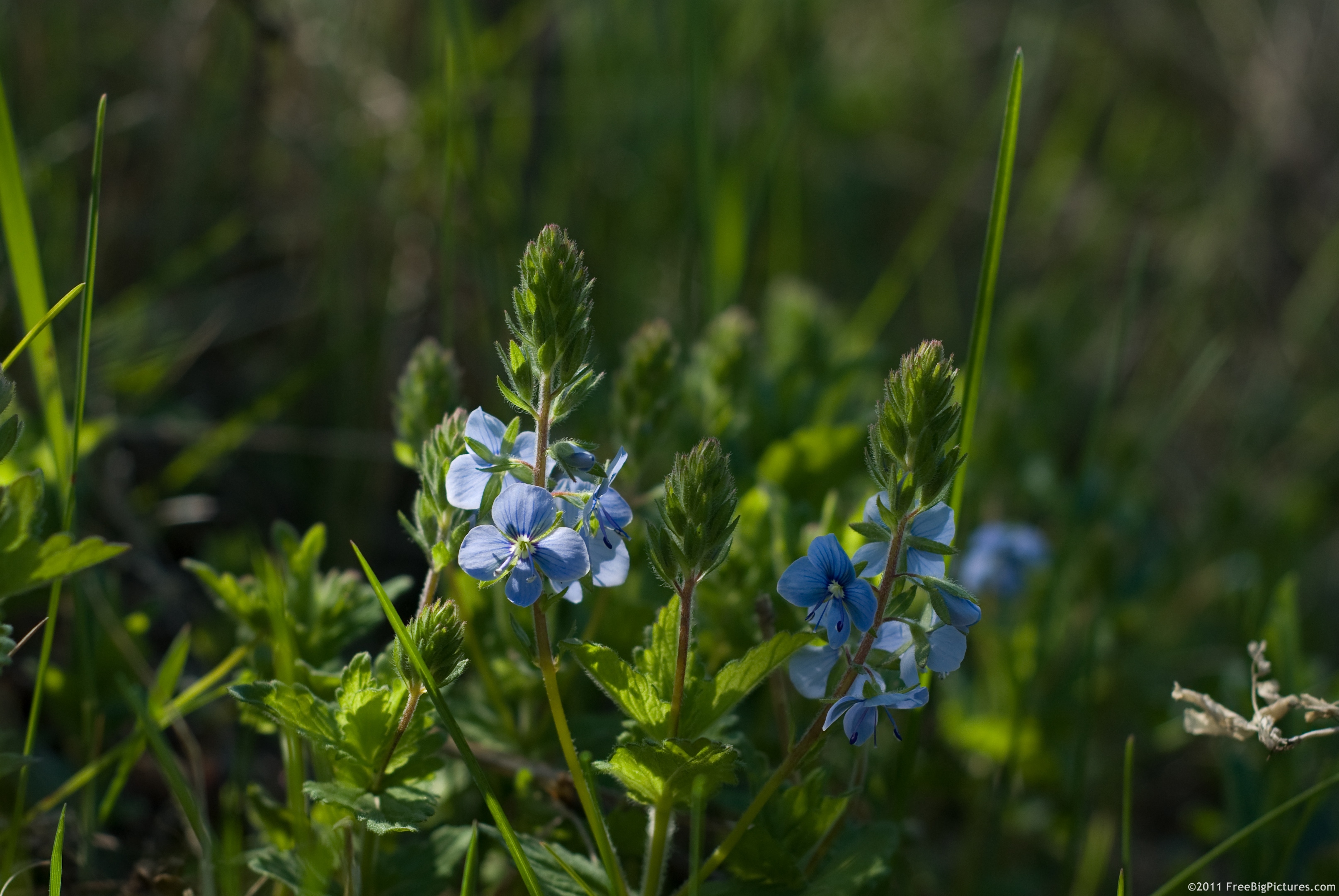 Blue flowers of Veronica Chamaedrys