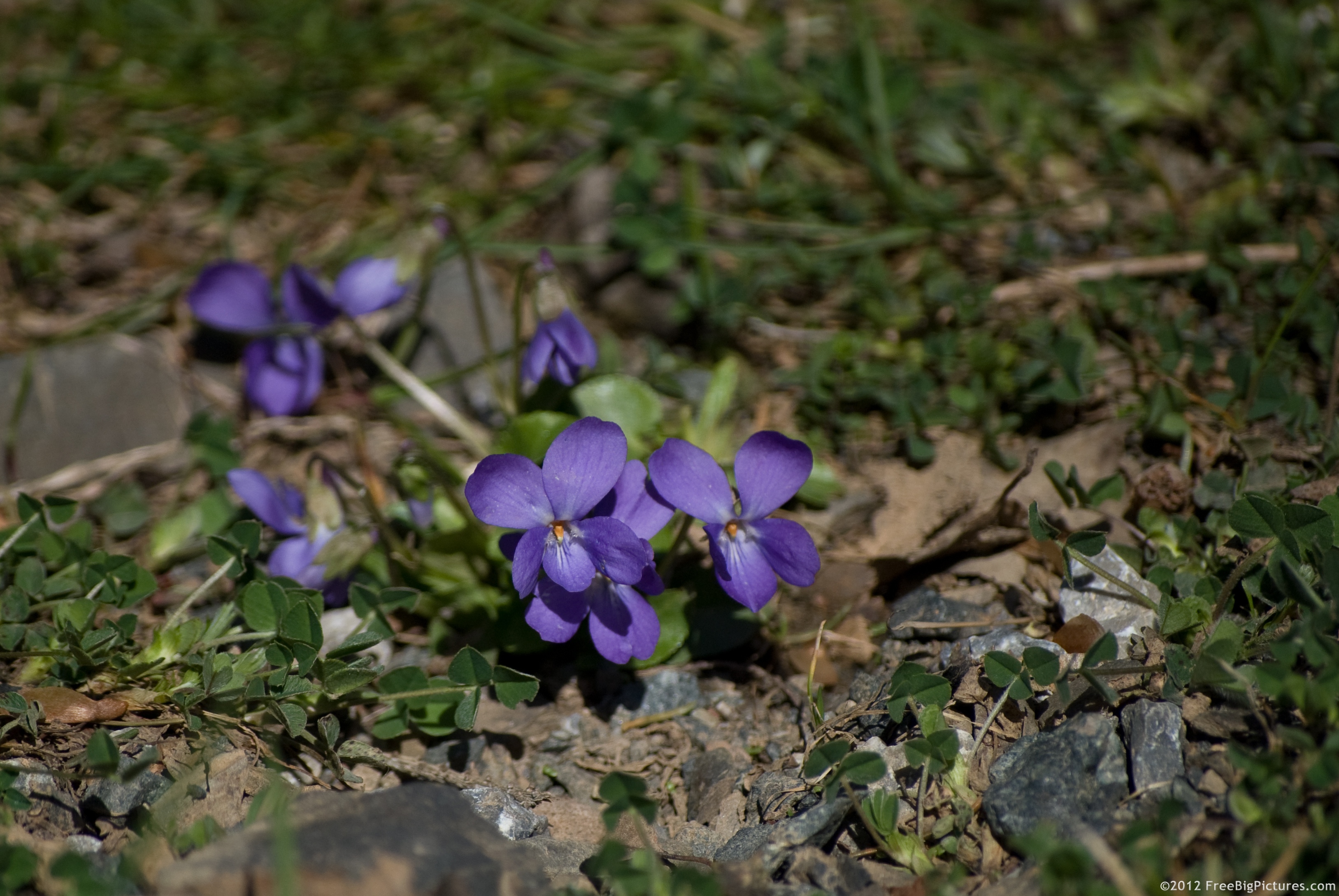 Viola Papilionacea – a violet-blue wildflower that blooms in spring