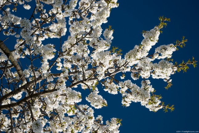 White blossoms of cherry in sunlight