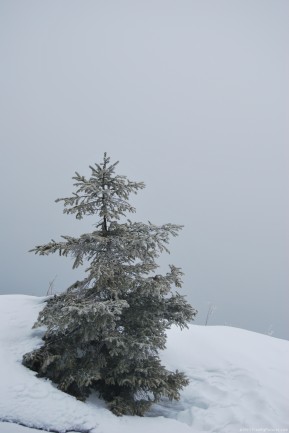 Fir tree covered with white snow