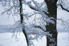 Woods under a snow white layer in winter