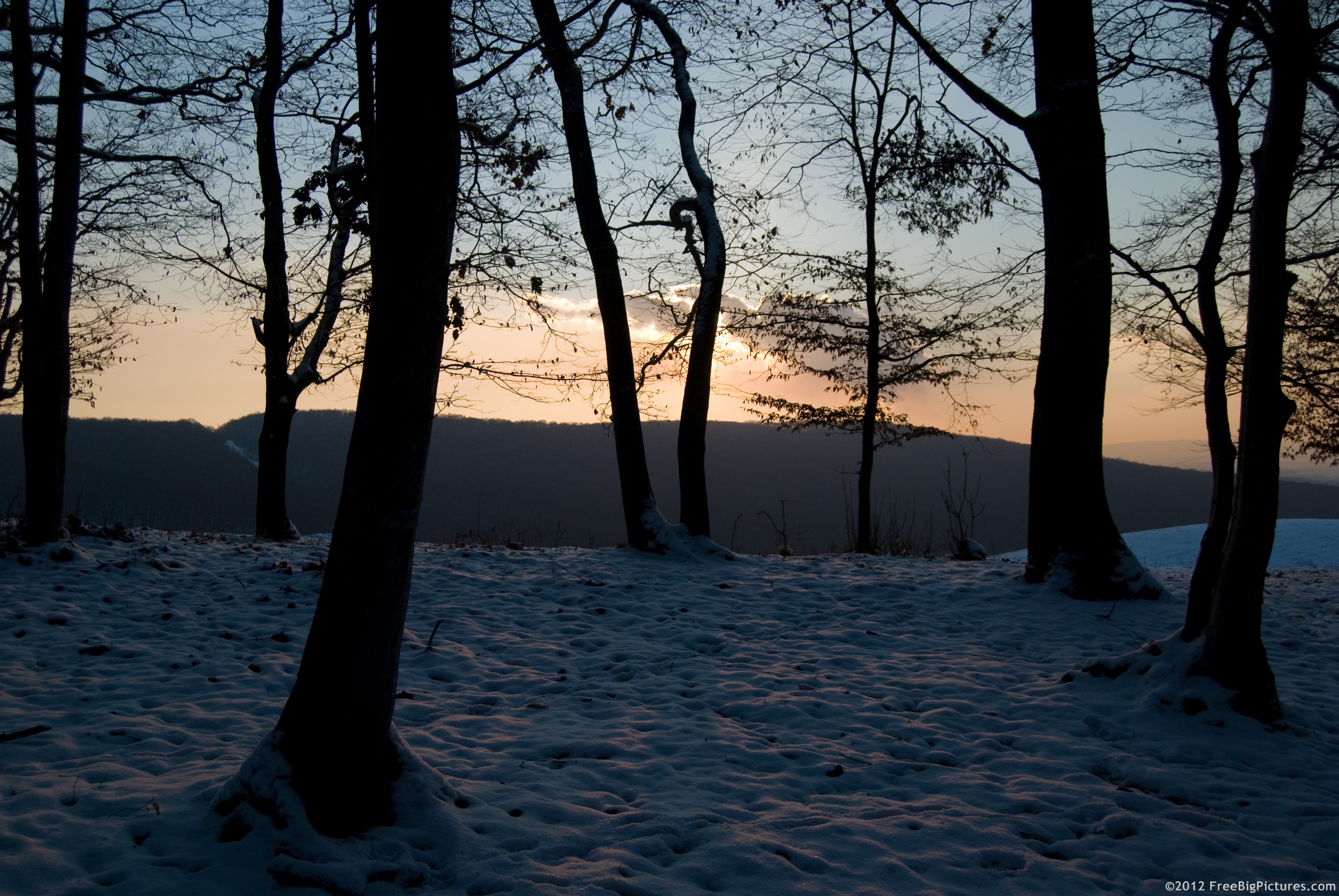 Forest lit by sunset in winter