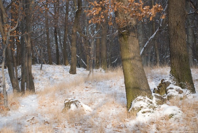 Dry vegetation, leaves and grass, in winter on woods