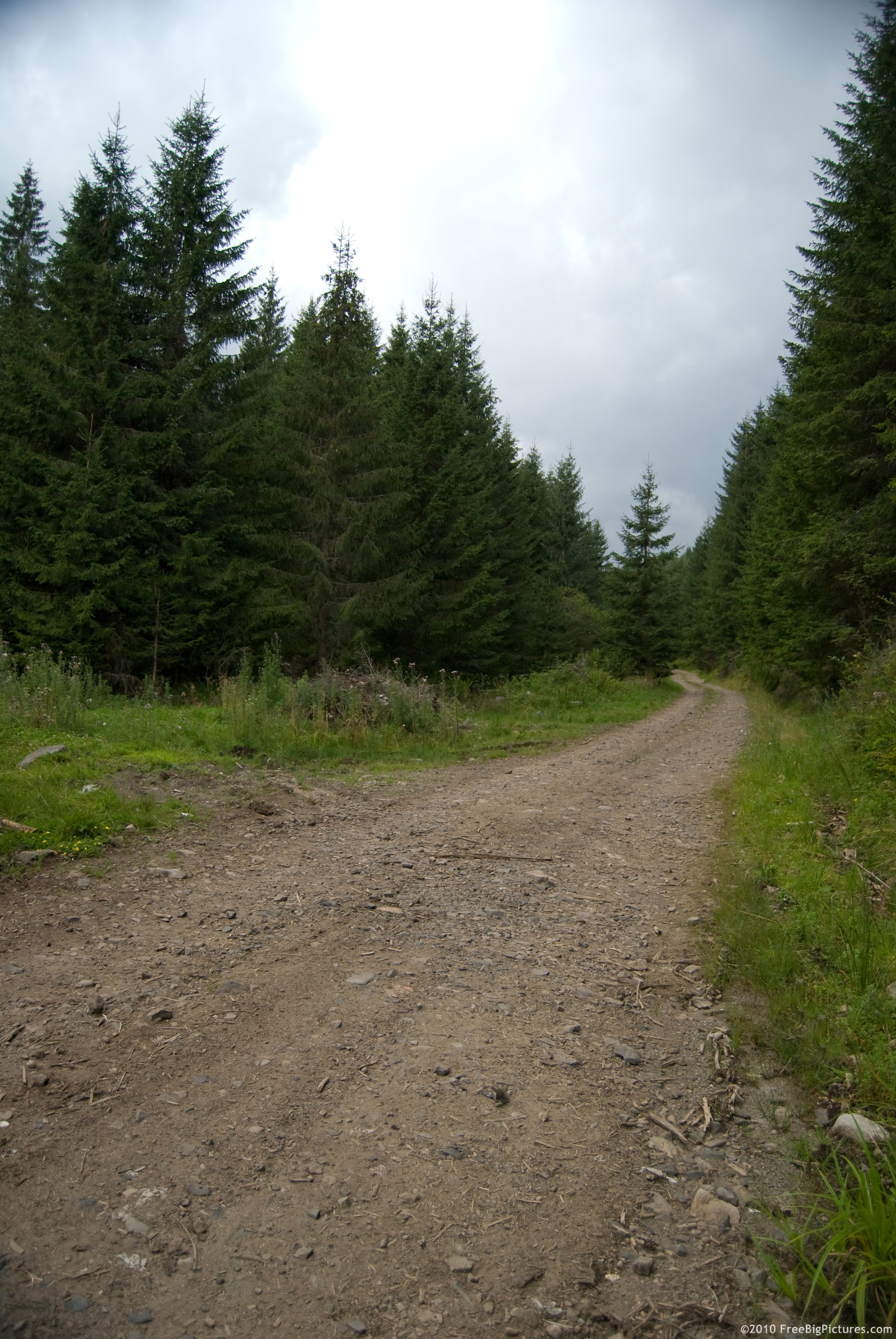 A road through a fir forest, circulated by trucks